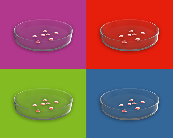 Petri plato con bacterias
 - Foto, Imagen