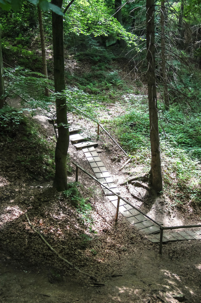 Il sentiero nella Riserva Forestale dei Carpazi
 - Foto, immagini