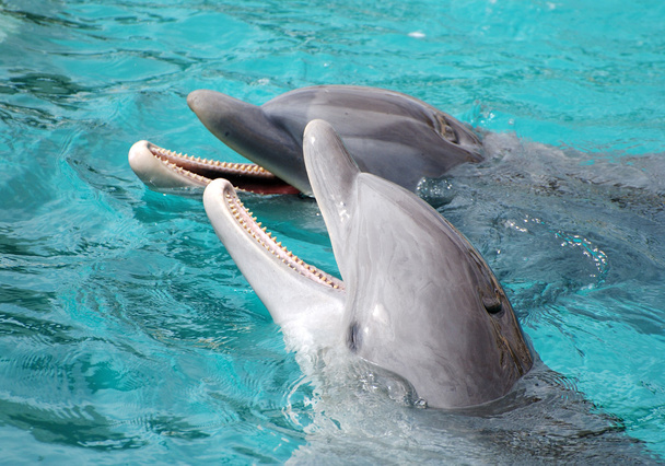 Laughing Dolphins - Photo, Image