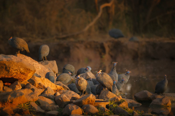 Helmeted guineafowl (Numida meleagris) flock on the edge of a waterhole. Mashatu, Northern Tuli Game Reserve. Botswana - Zdjęcie, obraz