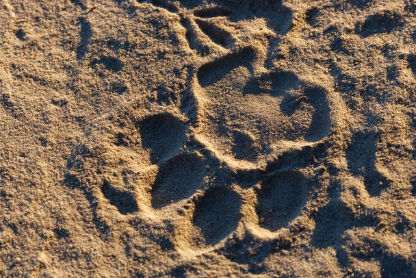 Lví (panthera leo) spoor. Botswana - Fotografie, Obrázek