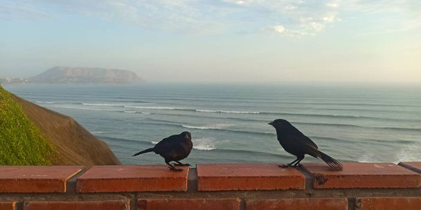 Scrub blackbird on the costa verde , ocean view in Lima , Peru - Photo, Image