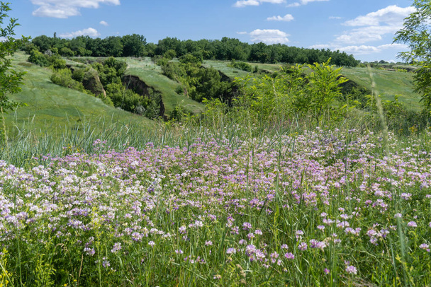 Alfalfa blooming in field. Medicago sativa wild and medicinal plant. Purple lucerne in pea family. Ravine covered with greenery. Landscape valley with geological faults. Beautiful wildflower meadow. - Foto, Imagem