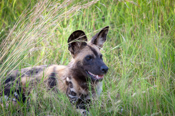 African wild dog (Lycaon pictus), aka, painted wolf, African hunting dog, Cape Hunting Dog or African painted dog. North West Province. South Africa. - Photo, Image