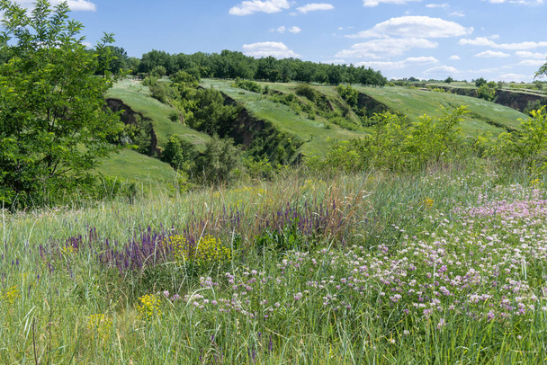 Alfalfa and salvia blooming in field. Medicago sativa of pea family and salvia tesquicola of lamiaceae family wild and medicinal plants. Ravine covered with greenery. Valley with geological faults. - Photo, Image