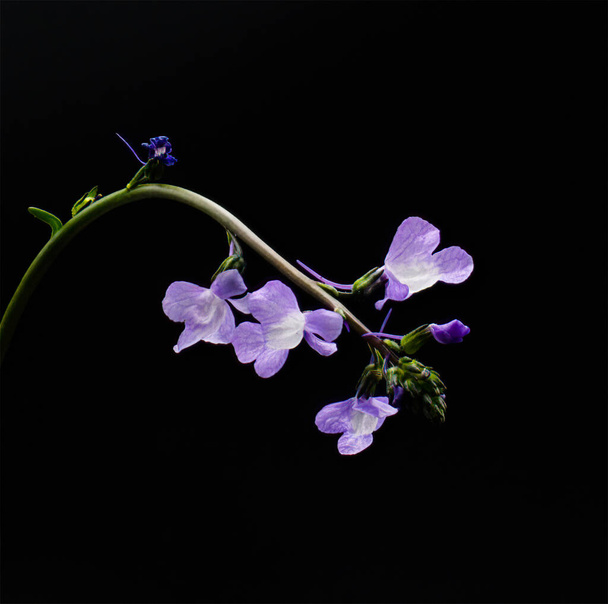 Blue, Canada, or old field toadflax - Nuttallanthus canadensis - possibly Nuttallanthus floridanus. isolated on black background - 写真・画像