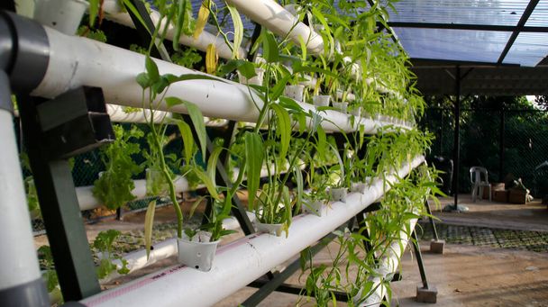Fresh water spinach or kangkong green vegetable plant by hydroponic method. Nutrient film transfer Hydroponic setup system idea. Modern vegetable farming. - 写真・画像