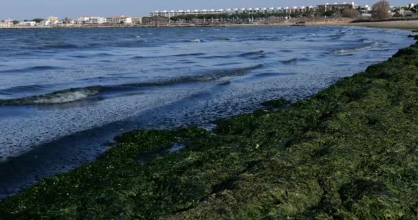 Zöld algák, francia mediterrán tengerpart, Occitan, Franciaország - Felvétel, videó