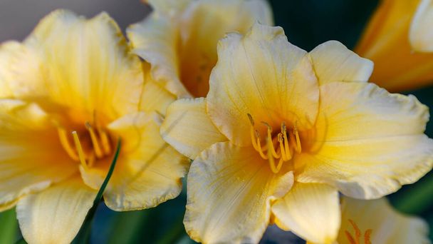 Hemerocallis Stella de Oro beautiful yellow flower in the garden. - Foto, Imagem