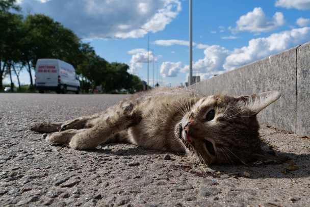 Dead cat lies on highway, cars drives on road. Cat ran across roadway and was hit by car. You cannot cross the road in wrong place - Photo, Image