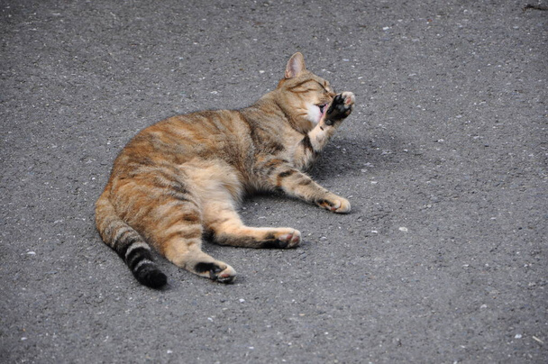 Naranja gato tabby lamiendo su pata. Tomar un baño.Un gato lindo se está lamiendo en un día soleado. El gato de Tabby lame su pata trasera. - Foto, imagen