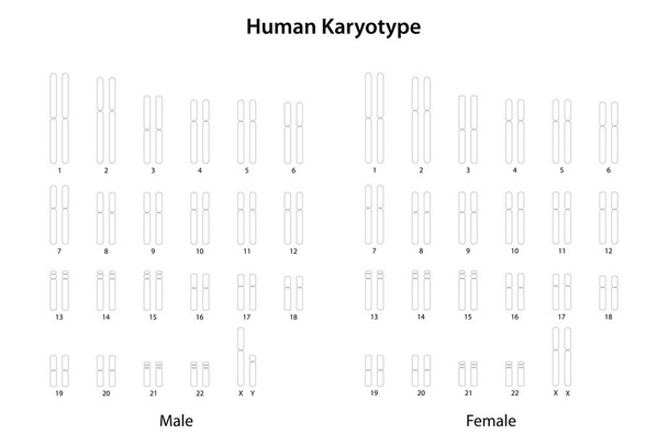 Humán kariotípus (férfi és nő)) - Fotó, kép