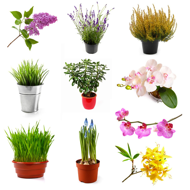 συλλογή με διάφορα λουλούδια και φυτά, που απομονώνονται σε λευκό - Φωτογραφία, εικόνα