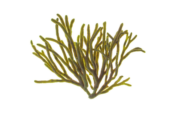 Velvet horn or spongeweed seaweed isolated on white. Codium tomentosum green alga branch - 写真・画像