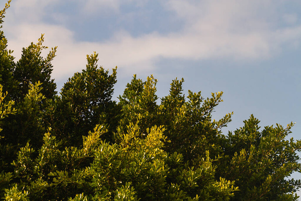 Close-up de um belo ramo de arbusto fresco com folhas verdes - Foto, Imagem