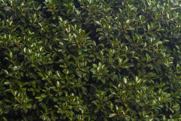 Close-up of a beautiful fresh bush branch with green leaves - Фото, зображення