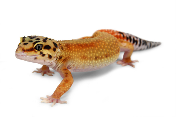 Gecko Eublepharis macularius - Zdjęcie, obraz