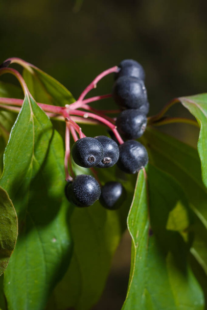 Cornus sanguinea, the common dogwood or bloody dogwood black berries among bright foliage. Vertical soft focused macro shot - Foto, imagen