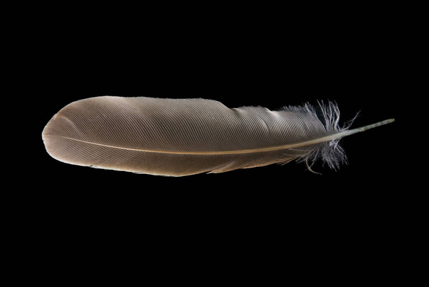 Brown feather on black background. Top view. Isolated. - Foto, Imagem