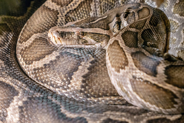 Python molurus (Indian python). Tiger Python. Nature. wild. - Photo, Image