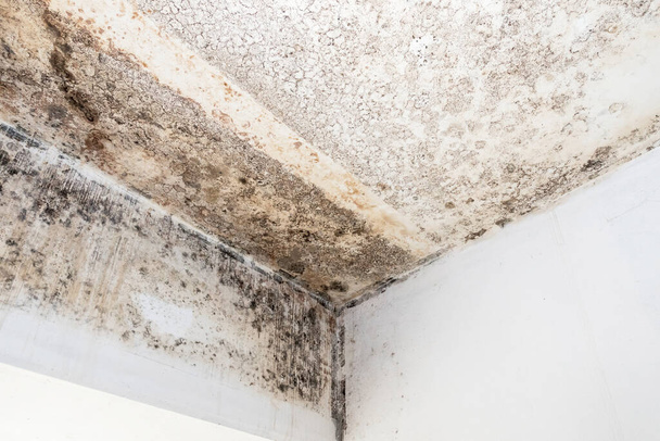 天井や家の所有者のための健康上の問題を作成する部屋の壁にカビ。カビは、湿気のある家の天井、壁、床などの有機物に繁栄する可能性があります. - 写真・画像