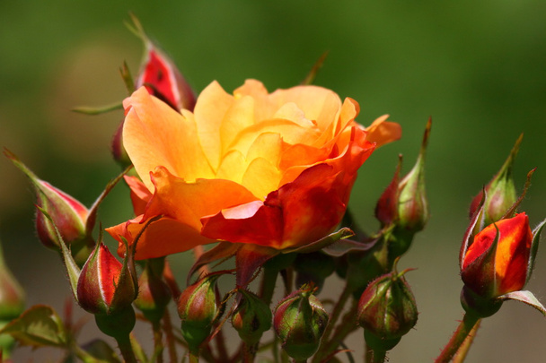 Rose garden - Foto, Imagem