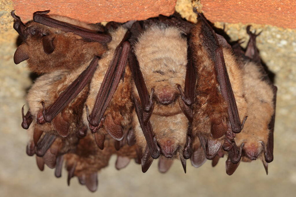 Geoffroy 's bat (Myotis emarginatus) grupa zimowa w piwnicy wina - Zdjęcie, obraz