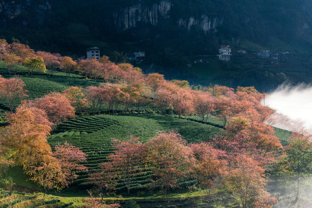 Flor de cerejeira e chá colina em Sapa, Vietnã. Sa Pa é uma comuna do Vietnã localizada na província de Lao Cai, distrito de Sa Pa. - Foto, Imagem