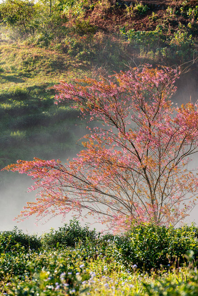 ベトナムのサパにある桜と茶の丘。サ・パ（SaPa）は、ベトナム北西部のラオカイ省の旧サ・パ地区の辺境の町・首都。 - 写真・画像