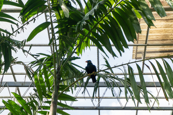 Egy titokzatos sügér: egy kis fekete madár egy faágon a zöld levelek között - Fotó, kép