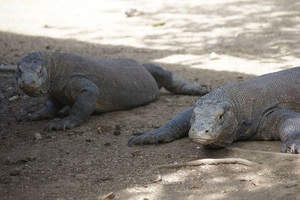 Komodo Dragons - Rinca Island, Indonesia - Photo, Image