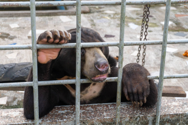 A close-up photo of a sun bear in a cage inside a zoo, highlighting the plight of this endangered species and the importance of wildlife conservation and animal welfare - Photo, image