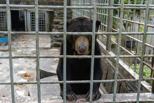Una foto de cerca de un oso sol en una jaula dentro de un zoológico, destacando la difícil situación de esta especie en peligro de extinción y la importancia de la conservación de la vida silvestre y el bienestar de los animales - Foto, Imagen