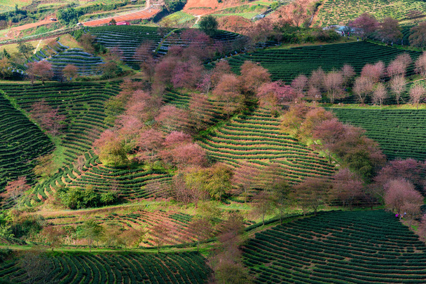 Flor de cerejeira e chá colina em Sapa, Vietnã. Sa Pa é uma comuna do Vietnã localizada na província de Lao Cai, distrito de Sa Pa. - Foto, Imagem