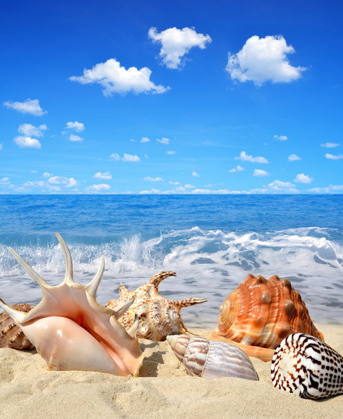 Conchas do mar
 - Foto, Imagem