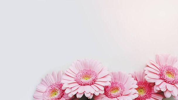 ライトピンクガーベラデイジー花上灰色の背景 - 写真・画像