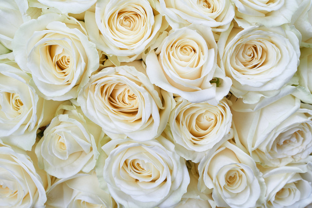Fondo rosas blancas
 - Foto, Imagen