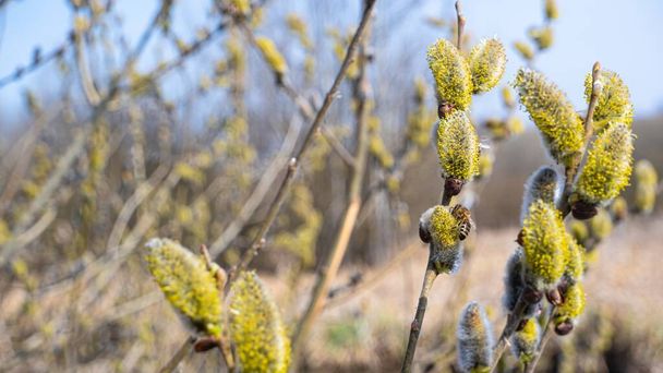 male catkin bloom on goat willow twig, clear blue sky, bee gather nectar, spring awakening nature and feeling wildlife concept, Orthodox religion traditional belief, blurred bokeh background header - Valokuva, kuva