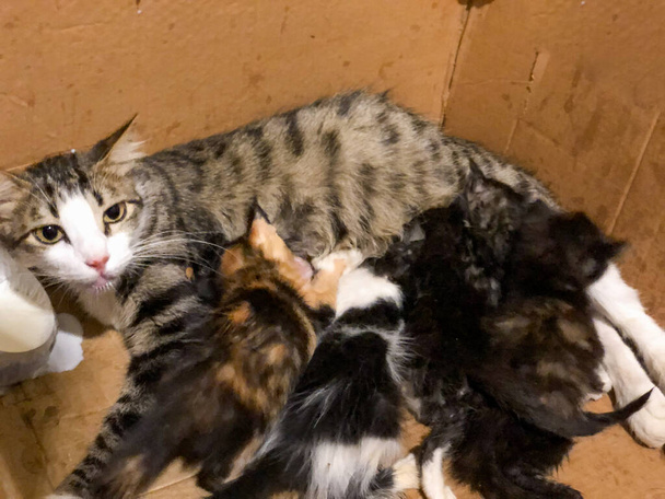 Мать-кошка кормит грудью своих детей - Фото, изображение