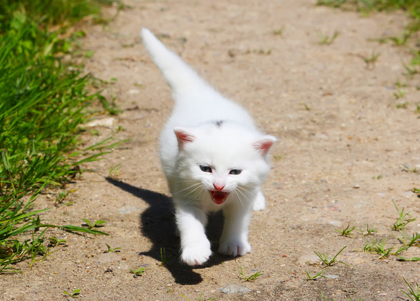 χαριτωμένο γατάκι λευκό - Φωτογραφία, εικόνα