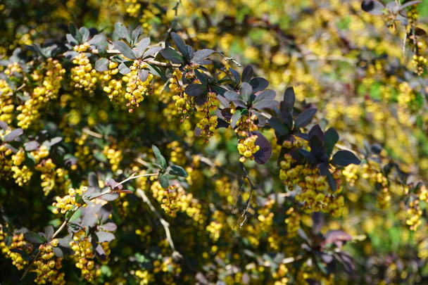 Berberis x ottawensis 'Superba' blooms in May. Berberis x ottawensis is an ornamental shrub, a species of flowering plant in the genus Berberis, in the Barberry family Berberidaceae. Berlin, Germany - Photo, Image