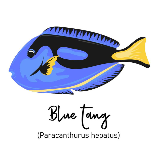 Pinza blu o Paracanthurus hepatus. Abitante marino con corpo colorato e pinne per il nuoto - Vettoriali, immagini