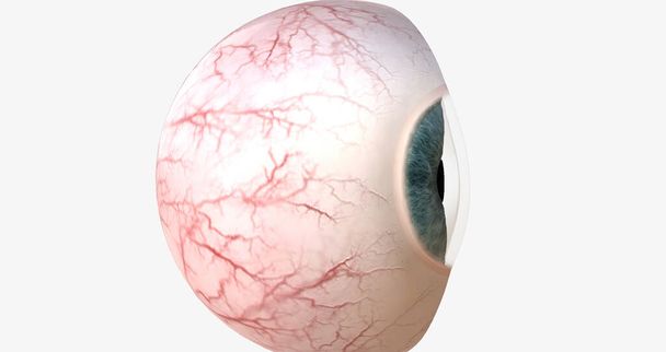 Het hoornvlies is de transparante, buitenste koepel die het voorste (voorste) deel van het oog vormt. 3D-weergave - Foto, afbeelding