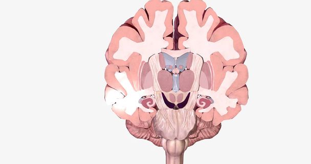 The Brain Coronal Cross Section 3D rendering - Valokuva, kuva