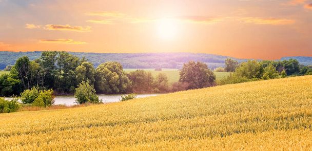 Пшеничное поле возле реки, лес вдали и живописное небо на закате - Фото, изображение