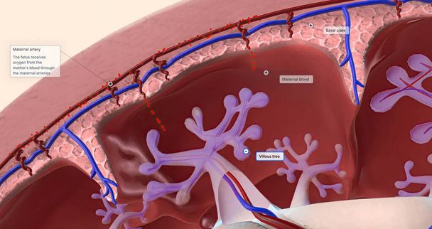Maternal Oxygen Enters the Placenta 3D rendering - Fotó, kép