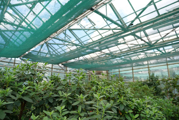 Green plants grows in greenhouse. Cultivation and protection of rare plant species listed in the Red Book. Green trees in hothouse, environmental safety and reliability - Foto, immagini