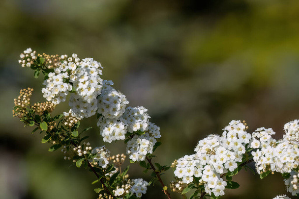 Spiraea белый ранний весенний цветок в оформлении сада. - Фото, изображение