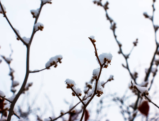 Hamamelis en hiver. Feuilles jaunes et branches de Hamamelis virginiana recouvertes de neige. - Photo, image