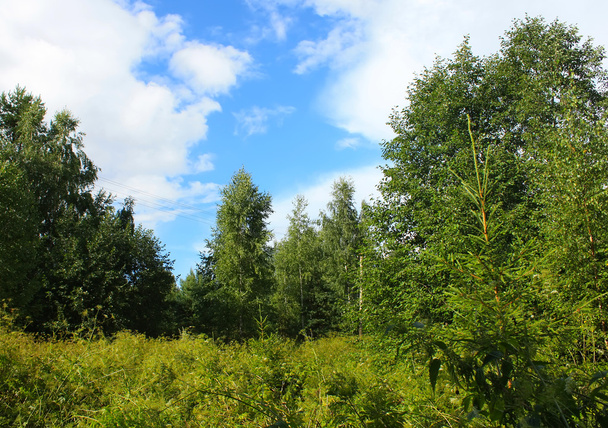 Sommerlandschaft mit grünen Bäumen - Foto, Bild